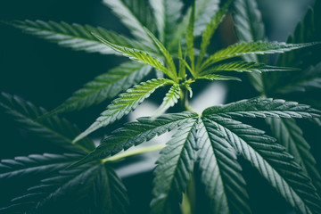 cannabis leaf marijuana plant tree growing on dark background