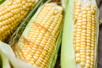 Corn on cobs and sweet corn ears on background close up