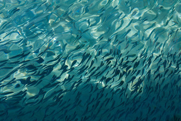 School of the blue and silver fishes in clear crystal water