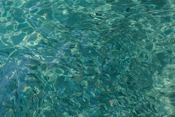 School of the blue and silver fishes in clear crystal water