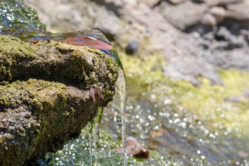green algae on stone with water running over it close up