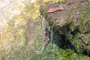 green algae on stone with water running over it close up