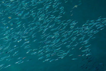 School of the blue and silver fishes in clear crystal water
