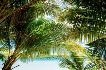 Fototapeta premium Palm leaves with sky background.