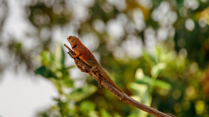 Chameleon Walking on Tree, Reptile Background, Orange Chameleon