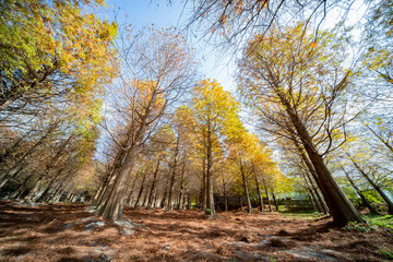 Taxodium distichum in fall color with red with orange leaves