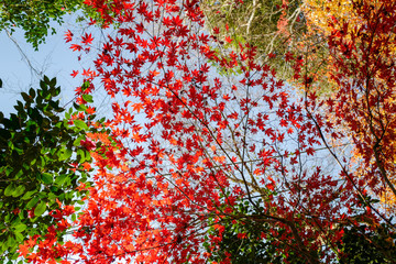 紅葉
