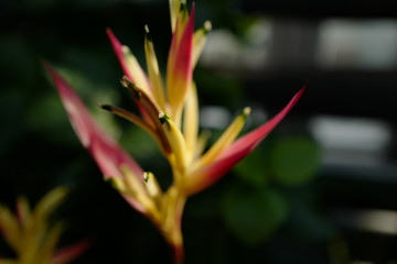 熱帯の花