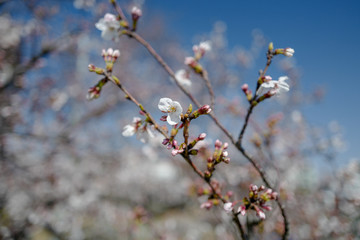 多摩川の桜