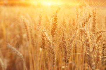 ears of golden wheat in the field at sunset light