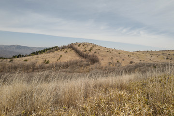 春の八島ヶ原湿原