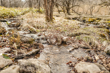 春の八島ヶ原湿原