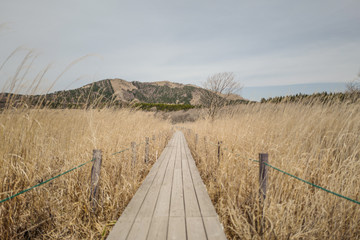 春の八島ヶ原湿原