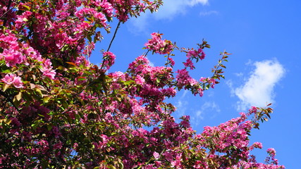 Malus Royalty Crabapple tree with showy and bright flowers against blue sky background . Apple blossom. 