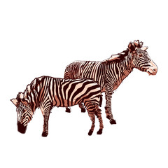 Two standing zebras drawn in the technique of rough brush.