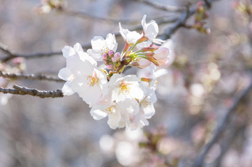 桜