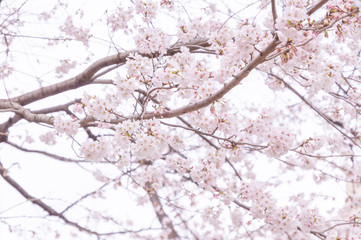 Fototapeta premium 桜