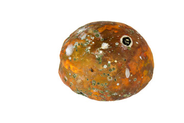 Rotten papaya on white background , Fungus in papaya,bad moldy and rotten vegetable food concept