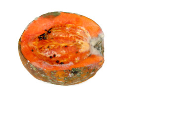 Rotten papaya on white background , Fungus in papaya,bad moldy and rotten vegetable food concept