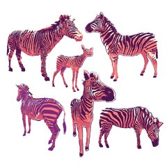Graphic collection of zebras in bright colors drawn in the technique of rugh brush