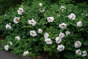 Pfingstrose weiß - paeonia rockii