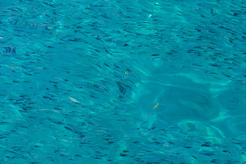 School of the blue and silver fishes in clear crystal water