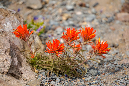 Indian Paintbrush Flower in the High Desert