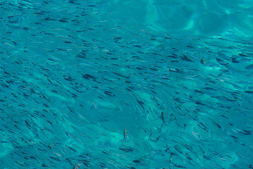 School of the blue and silver fishes in clear crystal water