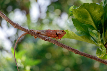 Chameleon Walking on Tree, Reptile Background, Orange Chameleon