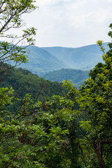 landscape with trees and mountains
