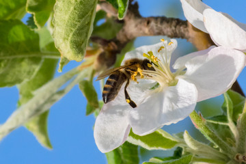 Honey bee, extracting nectar from fruit tree flower