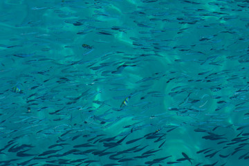 School of the blue and silver fishes in clear crystal water