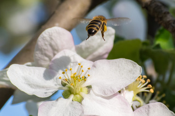 Honey bee, extracting nectar from fruit tree flower
