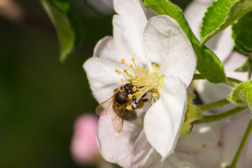 Honey bee, extracting nectar from fruit tree flower