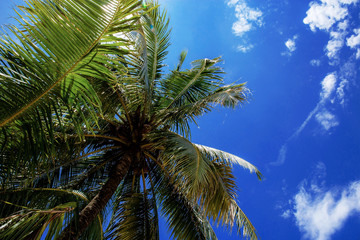 Fototapeta na wymiar Palm tree with sunlight at blue sky.