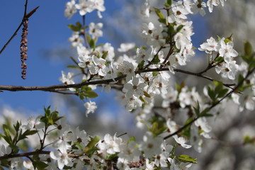 Close up of white lilac branch against sky.