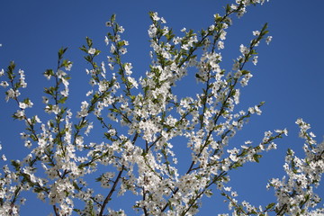 Close up of white lilac branch against sky.