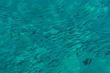 School of the blue and silver fishes in clear crystal water