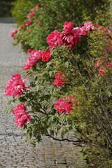 Naklejka premium Pfingstrose rot - paeonia rockii