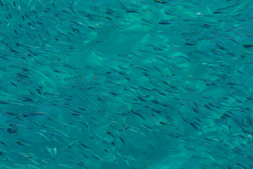 School of the blue and silver fishes in clear crystal water
