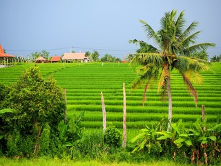 Authentic green rice field in Canggu in Bali on an overcast day