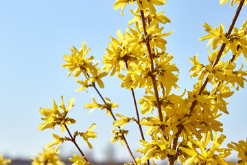 Forsythia flowers on a sunny day. Blooming forsythia in the garden.