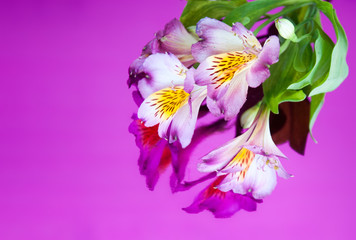 Greeting card with flowers. Banner with alstroemeria flowers on a neon background. Frame for text with flowers of alstroemeria. Flat lay, top view.