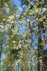 Cherry-plum branches sprinkled with white flowers against a blue sky.