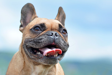 Head of a happy brown French Bulldog dog with tongue out on blurry blue sky background