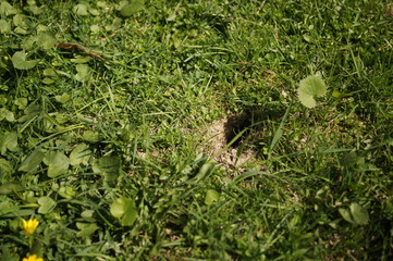 Mouse hole in the ground. Mink mole on the lawn on the grass. Summer forest.