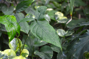 Fototapeta na wymiar Close up of a mature exotic Syngonium Podophyllum Schott 'Trileaf Wonder' with trisect leaves 