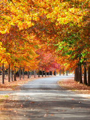 A curved road with red and orange autumn trees.