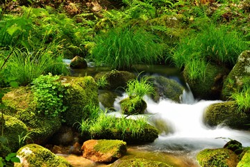 Spring; Mountain brook , Stream , Water Movement 