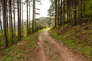Obraz premium Road in a beautiful forest in the morning